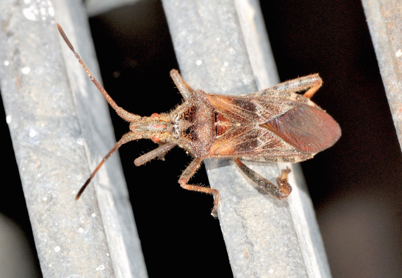 Coreidae:  Leptoglossus occidentalis